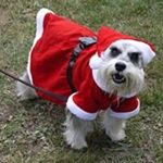 Janine Blasi - Instagram Profile Picture of Janine Blasi (@blasijanine) on Instagram