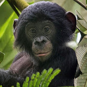 Profile Picture of Craig Davey (@craigdavey9675) on Youtube