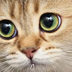 Profile Picture of Joe-H Soler (@BigjoshJoe) on Twitter