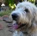 Profile Picture of Rufus Brick (@rufus.brick) on Facebook