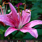 Profile Picture of Lily An (@lilyan5679) on Youtube