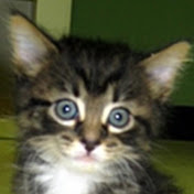 Profile Picture of Tim Rand (@TimRandColorado) on Youtube