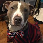 Profile Picture of Blaise Fortier (@marckos_polos) on Instagram