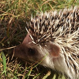 Dallas Scott-boucher - Pinterest Profile Picture of Dallas Scott-boucher (@dallascott21) on Pinterest