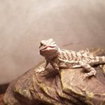 Profile Picture of Anne Mackey (@smaug_the_beardy) on Instagram