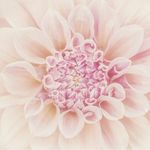 Profile Picture of Colleen Packham (@colleenpackhamphotography) on Instagram