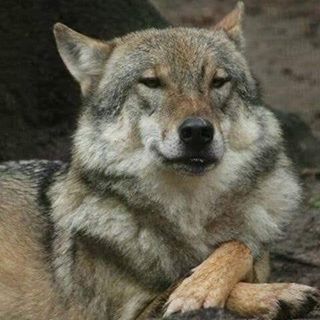 Profile Picture of Darrell Wade (chefreddog) (@Darrell-Wade) on Facebook