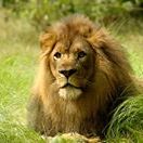 Profile Picture of Richard Thomesen (@richardthomesen) on Pinterest