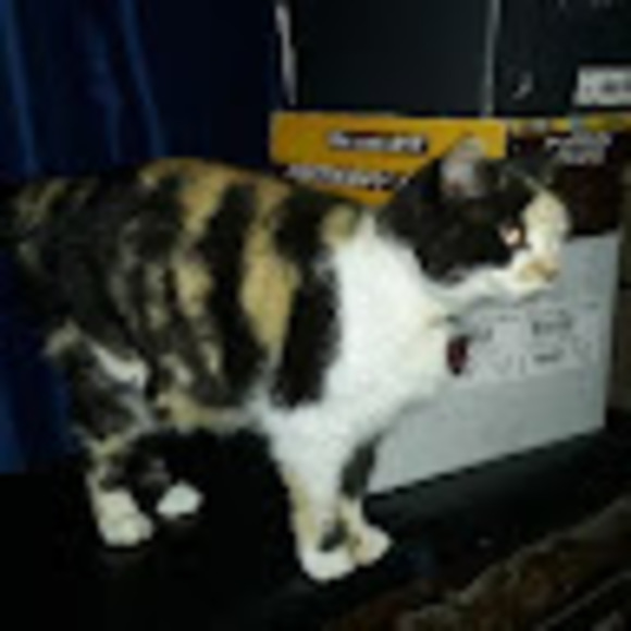 Profile Picture of John Downs (@johndowns264) on Poshmark