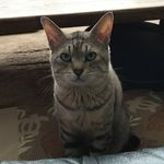 Profile Picture of Kaori.Okada (@bobi608kyle) on Instagram