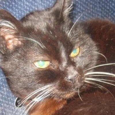 Profile Picture of Emitt Kitty Chapman (@emittkitty) on Twitter