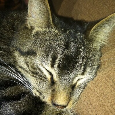 Profile Picture of Chris Poyer (@PoyerChris) on Twitter