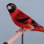 Profile Picture of Antonio Manzoni (@allevamento.canarini.96) on Instagram