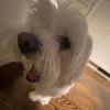 Profile Picture of Alice han (@alice..han) on Tiktok