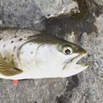 Profile Picture of hunter shuker (@hunter.shuker) on Instagram