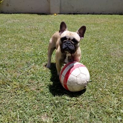 Profile Picture of Ariel Alejandro (@elpola9) on Twitter