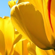 Profile Picture of Moneke Edu/pro (@monekeedupro473) on Youtube