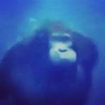 Profile Picture of Craig lacey (@craiglacey177) on Instagram