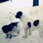 Profile Picture of Olivia And Gus Williams (@olivia_and_gus) on Instagram