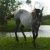 Profile Picture of Jeff Benham (@pascalhorse) on Pinterest