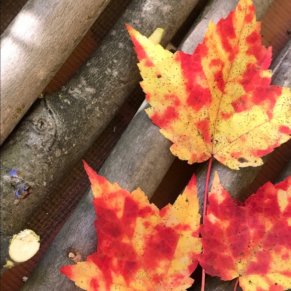 Profile Picture of Nicole Dancause (@nikkijdanc) on Poshmark