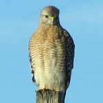 Profile Picture of Craig Sandman (@captainalpa) on Instagram