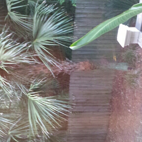 Profile Picture of Sharon Deveaux (@sdeveaux) on Poshmark