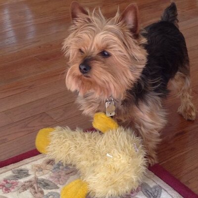 Profile Picture of Adam Reale (@adamreale4) on Twitter