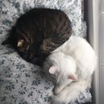 Profile Picture of Lucy + Felix (@lucyandfelixcats) on Instagram