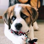 Profile Picture of Benson The Saint Bernard (@stbernardbenson) on Instagram