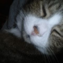 Profile Picture of Oliver Sutton (@OliverSutton18) on Twitter