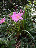 Profile Picture of Zephyranthes carinataon Wikipedia