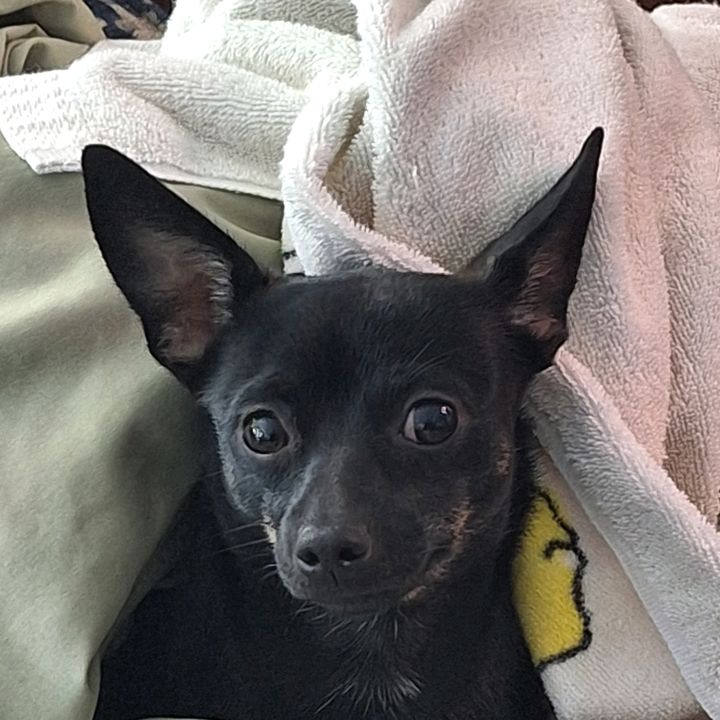 Profile Picture of Mitzi Jones (@@mitzilea1) on Tiktok