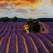 Profile Picture of Daniela Popa (@danielapopa1982) on Pinterest
