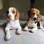 Profile Picture of Bailey & Barnaby (@bailey_and_barnaby_the_beagels) on Instagram