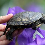 sylvia jordan - Instagram Profile Picture of sylvia jordan (@sylviajordan55) on Instagram