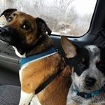 Profile Picture of Fred&Tobias (@2penroddogs) on Instagram