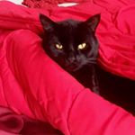 Profile Picture of dan.linnaeus (@danlinnaeus) on Instagram