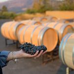 Profile Picture of Sarah DeVore (@where_the_grape_grows) on Instagram