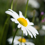 Profile Picture of Stephen Martin (@S.J.Martin_photography) on Flickr