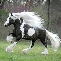Profile Picture of Lisa Lansing (@lisa-lansing-4) on Quora