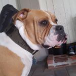 Profile Picture of marcel pelletier (@greasemonkee247) on Instagram