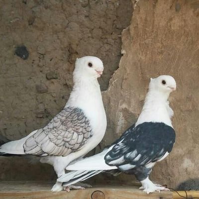 Profile Picture of Mohammed AL,deeb (@MohammedAlex9) on Twitter