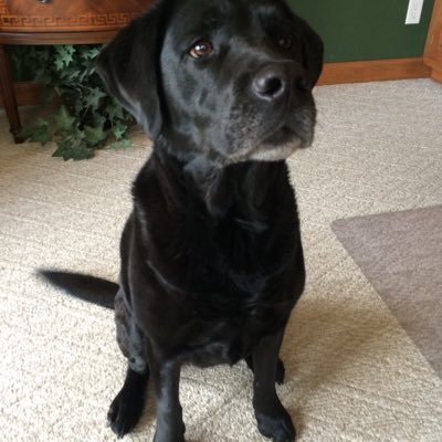 Profile Picture of Michael Coppola (@mkcoppola51) on Twitter