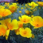 Foxholm - Instagram Profile Picture of Foxholm (@foxholmmerrill57) on Instagram