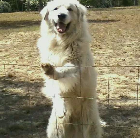 Profile Picture of Thomas Mcgilvary (@thomasmcgilvary) on Poshmark