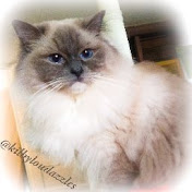 Profile Picture of Lori Fowler-Howard (@lori-kilbylouhoward5312) on Youtube