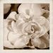Profile Picture of Dayna Pauly (@dpauly07) on Pinterest
