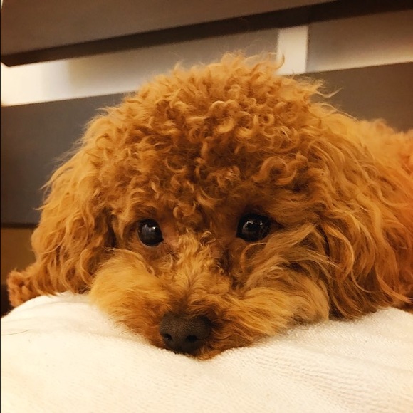 Profile Picture of Richard Lee (@lee861020) on Poshmark