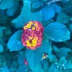 Profile Picture of Grace Scott (@Grace-Scott) on Facebook